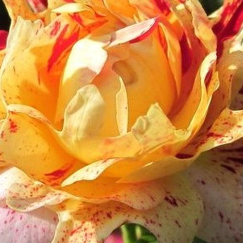 Online rózsa webáruház - virágágyi grandiflora rózsa - vörös - sárga - Rosa Nimet™ - nem illatos rózsa - Dominique Massad - Egyedülálló, fodros szirmú, tarka színű fajta.